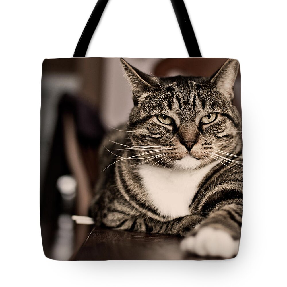 Alertness Tote Bag featuring the photograph Proud Cat by Olga Tremblay