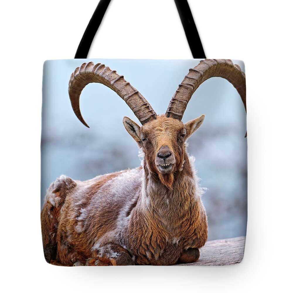 Horned Tote Bag featuring the photograph Proud Lying Ibex by Picture By Tambako The Jaguar