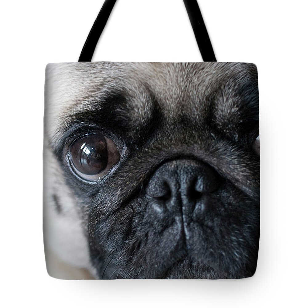 Pets Tote Bag featuring the photograph Pud Dog by Photo By Chris Gladis