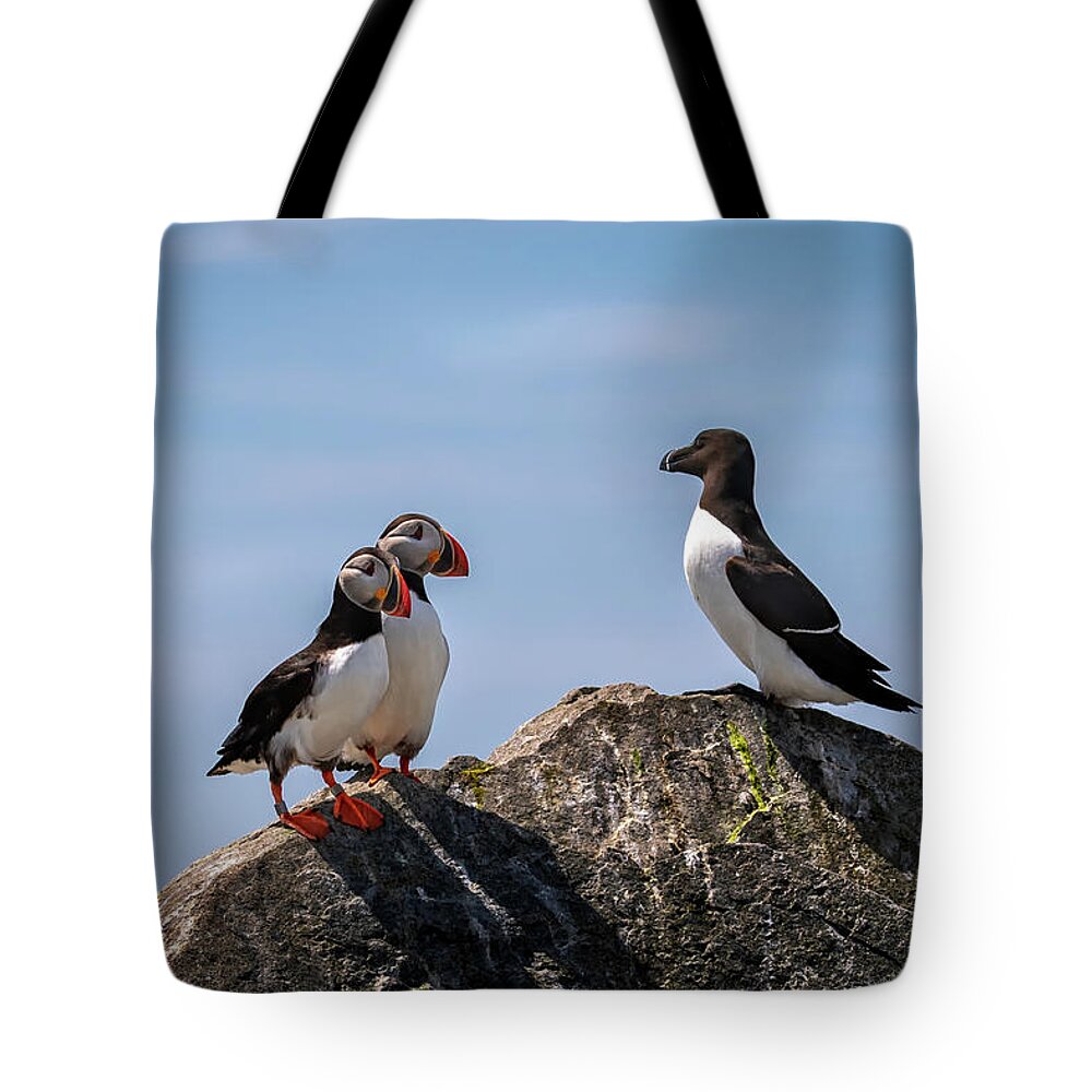 Atlantic Puffin Tote Bag featuring the photograph Puffins and Razorbill by C Renee Martin