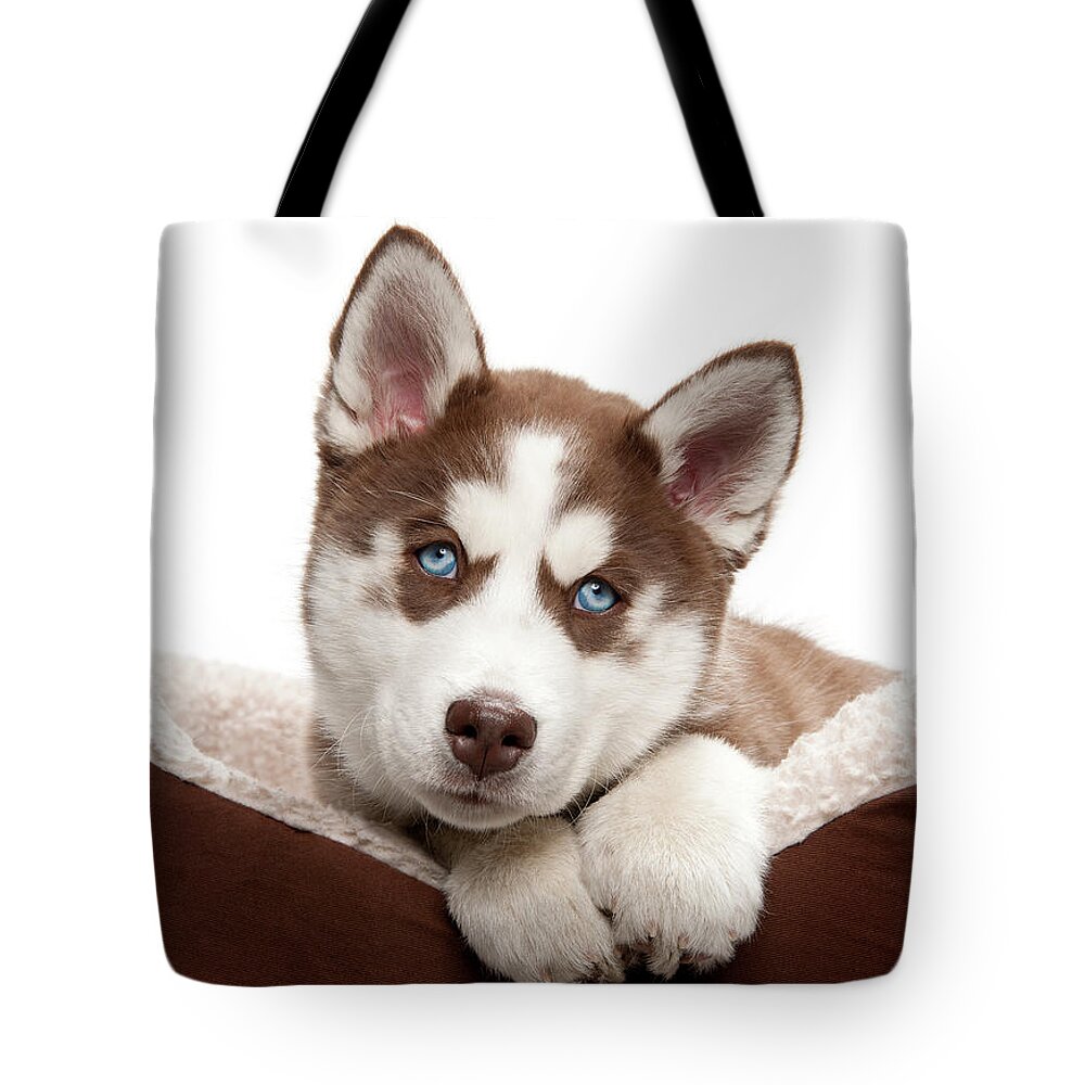 Pets Tote Bag featuring the photograph Puppy Husky In Bed by Chris Stein