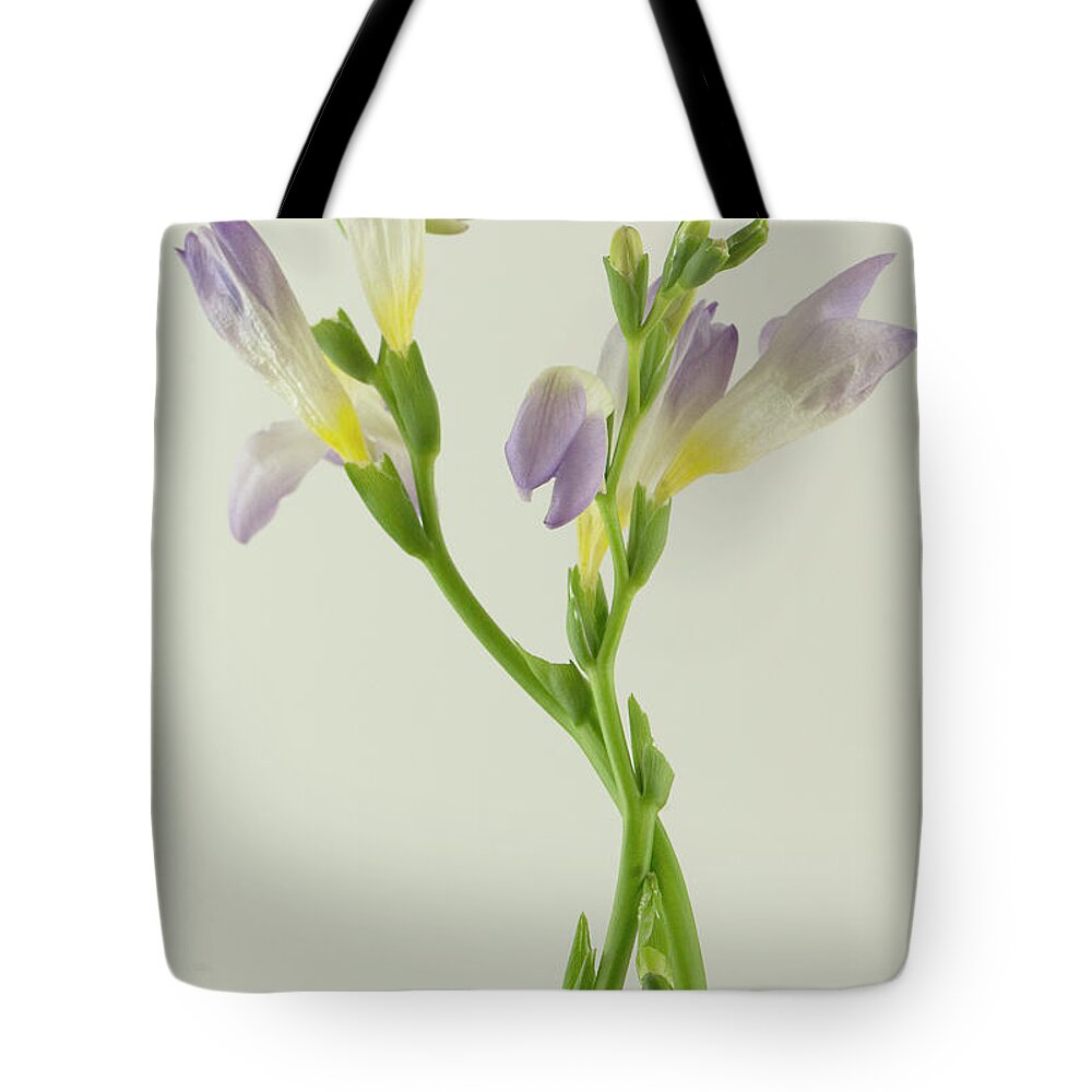 Yellow Tote Bag featuring the photograph Purple and yellow crocus by Cordia Murphy