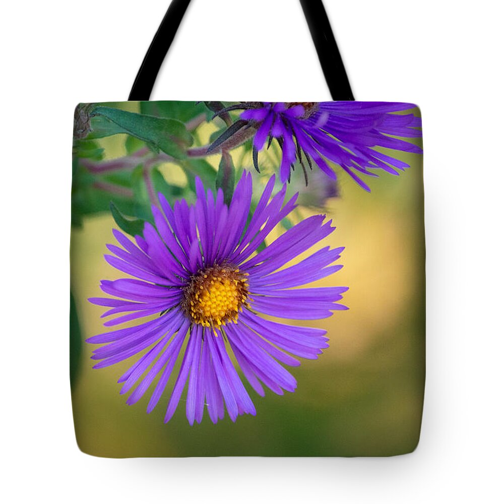 Aster Tote Bag featuring the photograph Purple Aster Standing Out by Linda Bonaccorsi