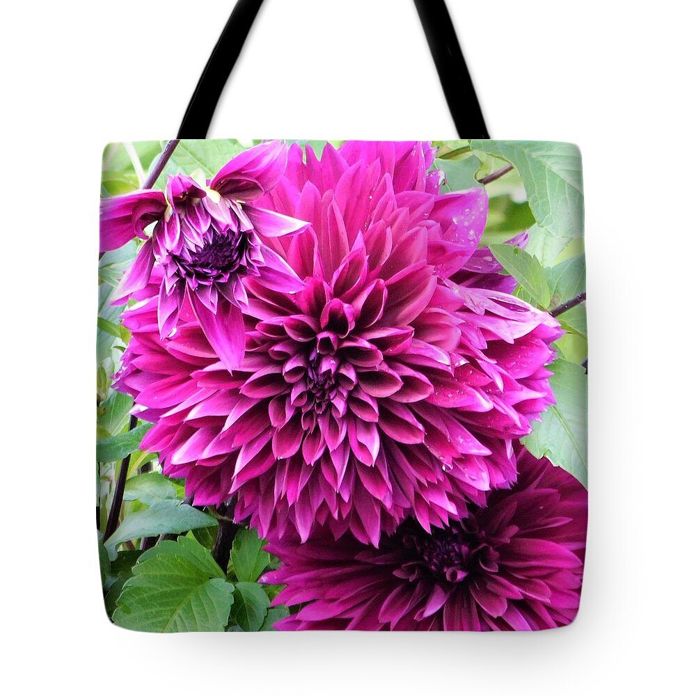 - Purple/pink Dahlia Tote Bag featuring the photograph - Purple/Pink Dahlia - by THERESA Nye