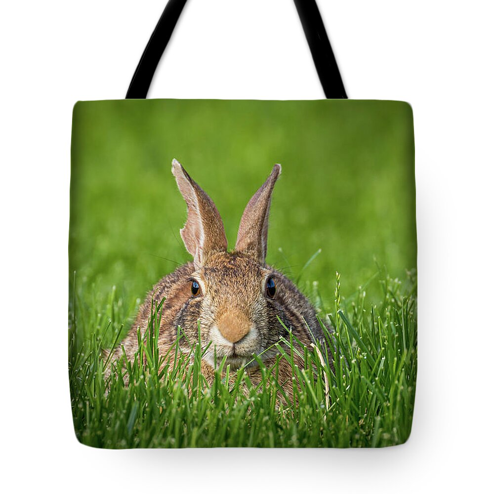 Rabbit Tote Bag featuring the photograph Rabbit Gaze by Allin Sorenson