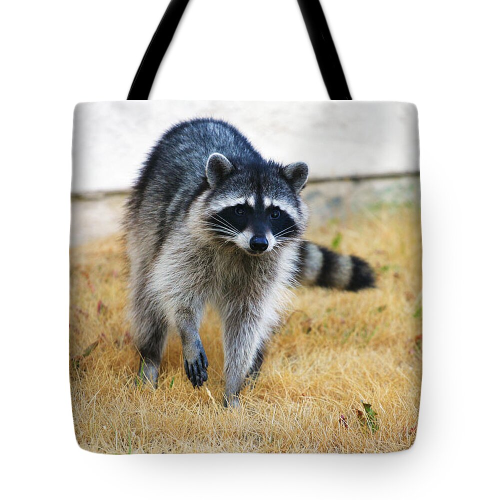 Racoon Tote Bag featuring the photograph Racoon by Anthony Jones