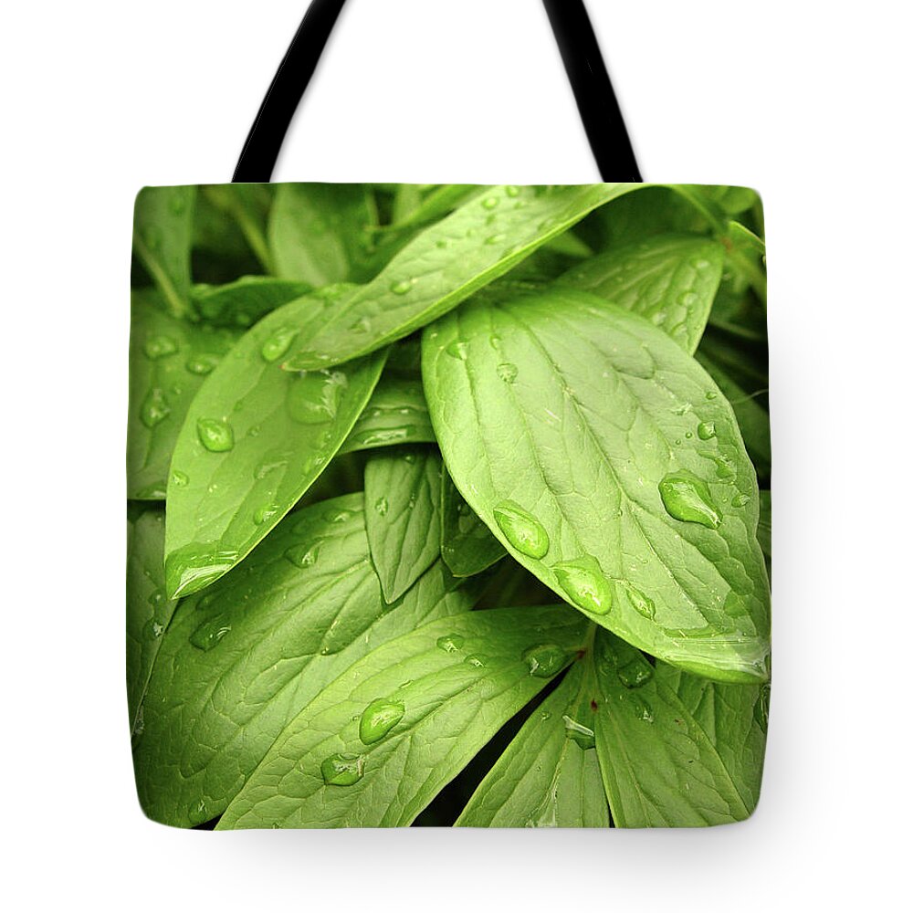 Lifestyles Tote Bag featuring the photograph Raindrops On Green Leaves by Duncan1890