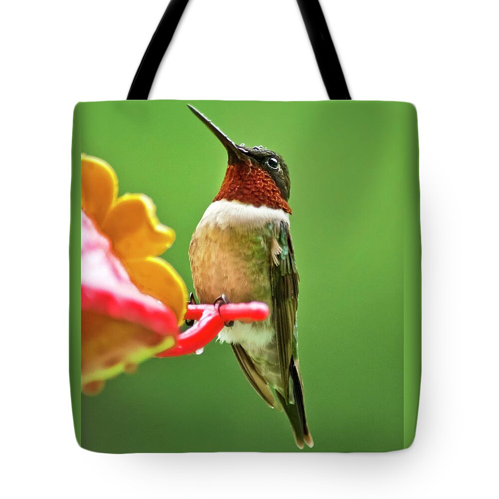 Hummingbird Tote Bag featuring the photograph Rainy Day Hummingbird by Christina Rollo
