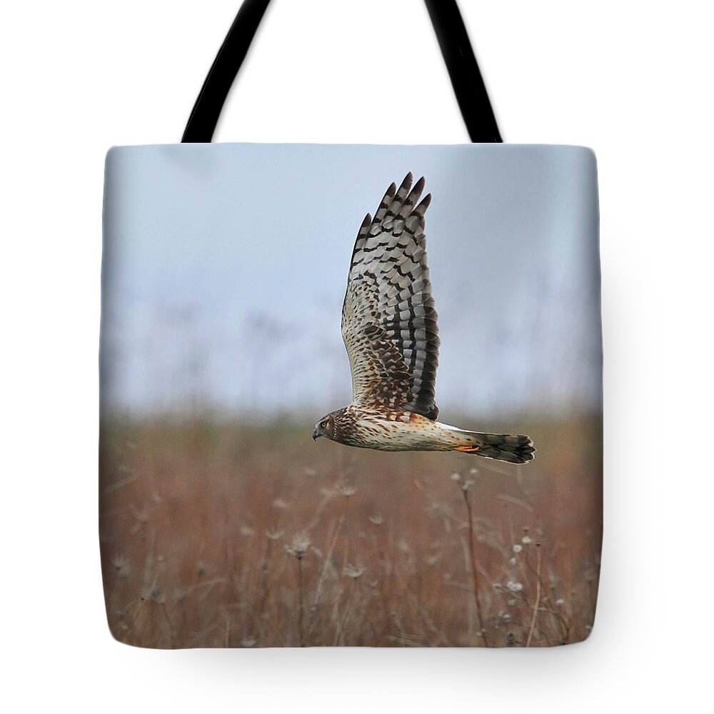 Animal Themes Tote Bag featuring the photograph Raptor by Photo By Dcdavis
