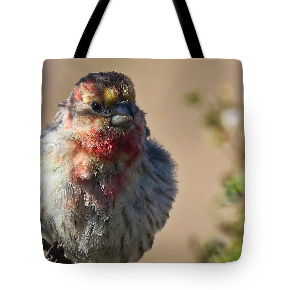 Arizona Tote Bag featuring the photograph Rare Multicolored Male House Finch by Judy Kennedy