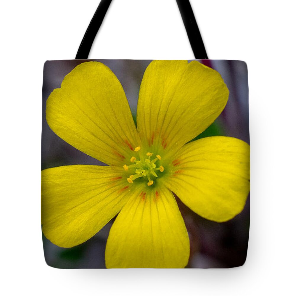 Flower Tote Bag featuring the photograph Ready and Waiting by Ivars Vilums
