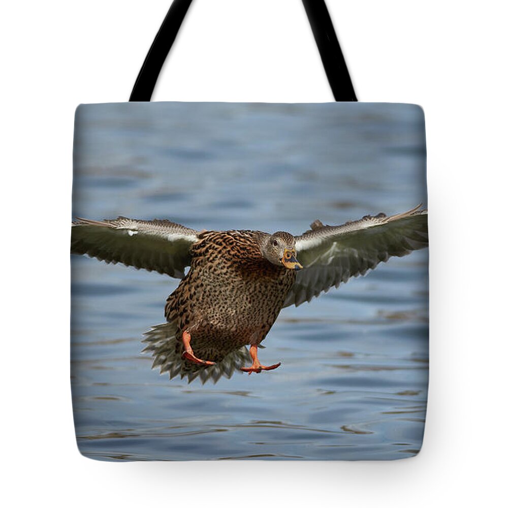 Ducks Tote Bag featuring the photograph Ready For Landing by Robert WK Clark