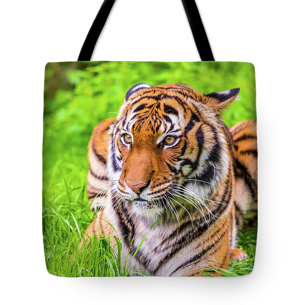 Animal Tote Bag featuring the photograph Ready to Pounce by Dheeraj Mutha