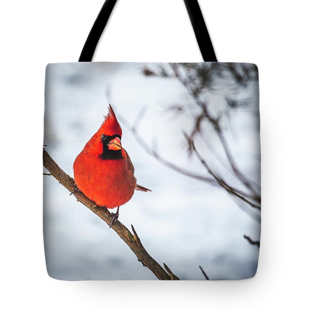 Northern Cardinal Tote Bag featuring the photograph Red Alert by Kathy Sherbert