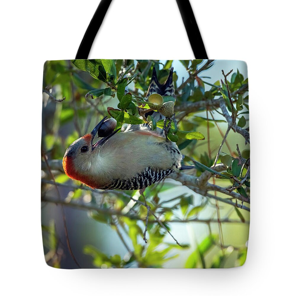 Woodpeckers Tote Bag featuring the photograph Red-Bellied Woodpecker With Acorn by DB Hayes