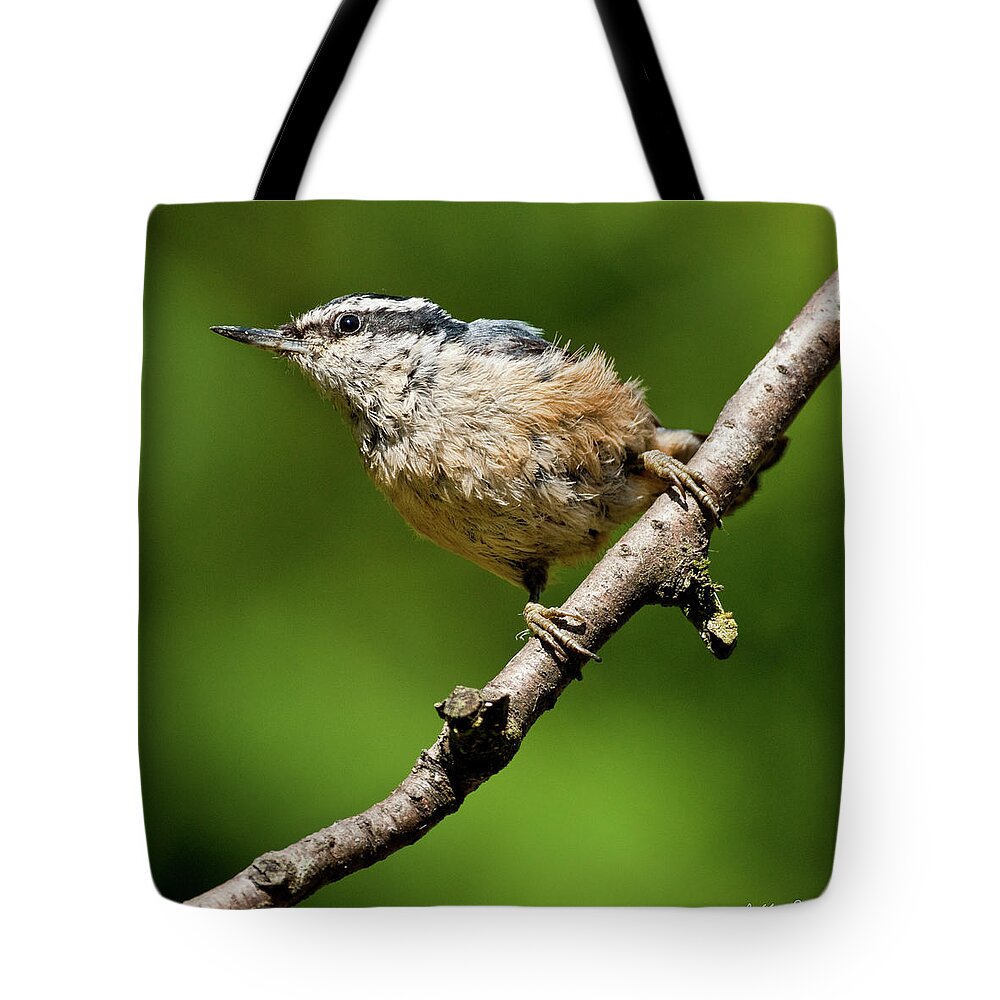 Animal Tote Bag featuring the photograph Red Breasted Nuthatch by Jeff Goulden