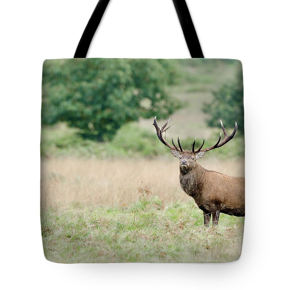 Horned Tote Bag featuring the photograph Red Deer Stag by A World Of Natural Diversity By Paul Shaw