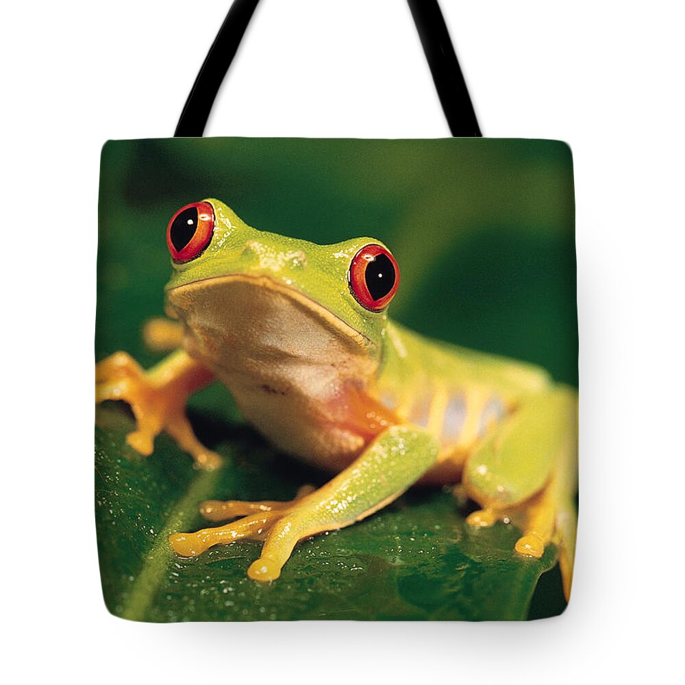 Extreme Terrain Tote Bag featuring the photograph Red Eye Tree Frog by Comstock