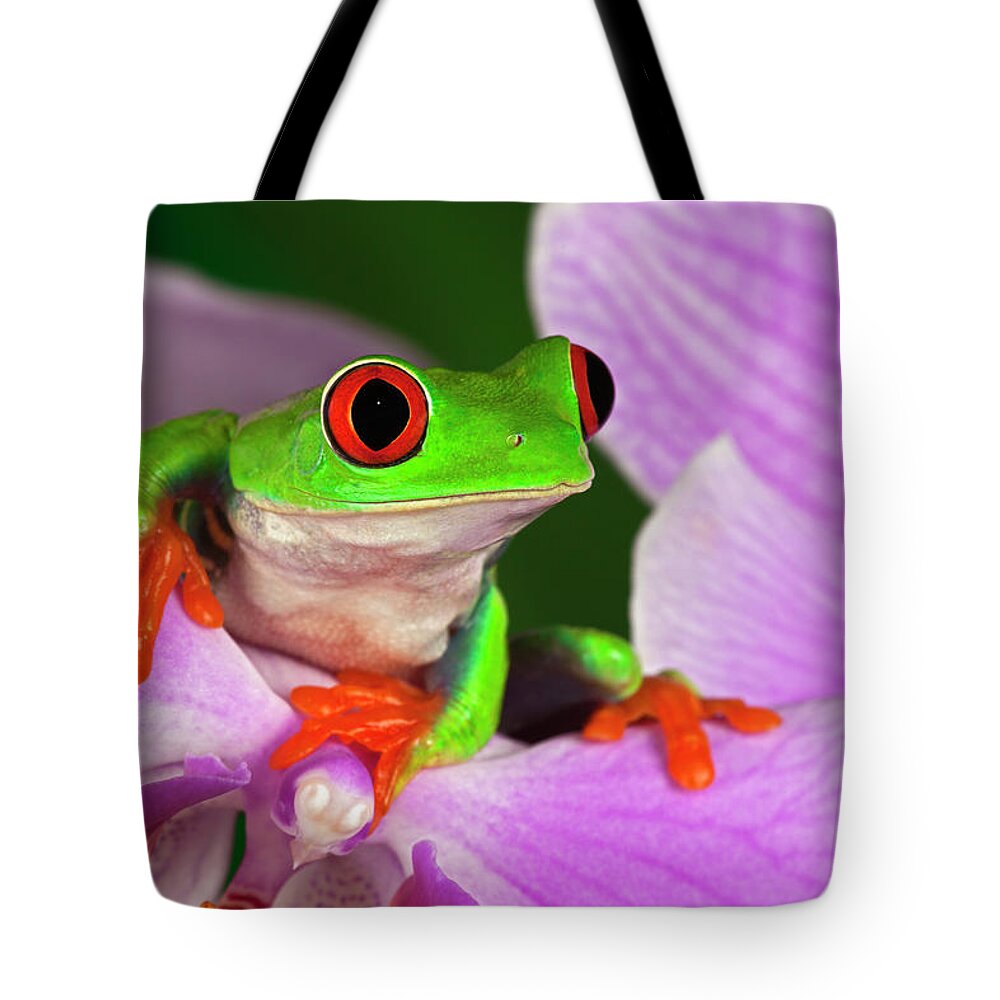 Animal Themes Tote Bag featuring the photograph Red-eyed Tree Frog by Adam Jones