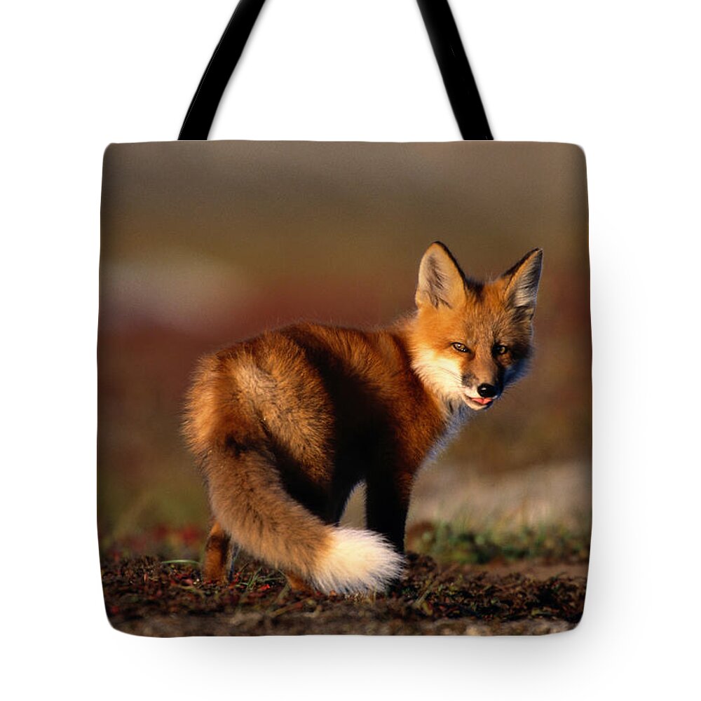Looking Over Shoulder Tote Bag featuring the photograph Red Fox Vulpes Vulpes On Rocky Ridge by Eastcott Momatiuk