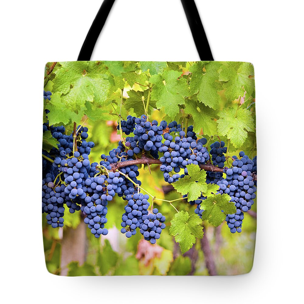 Pinot Noir Grape Tote Bag featuring the photograph Red Grape by Bamby-bhamby