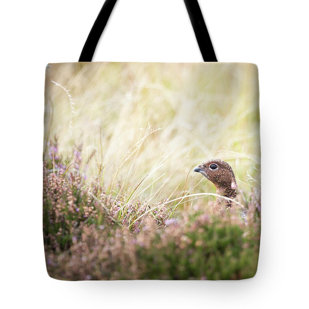 Female Red Grouse Tote Bag featuring the photograph Red Grouse by Anita Nicholson