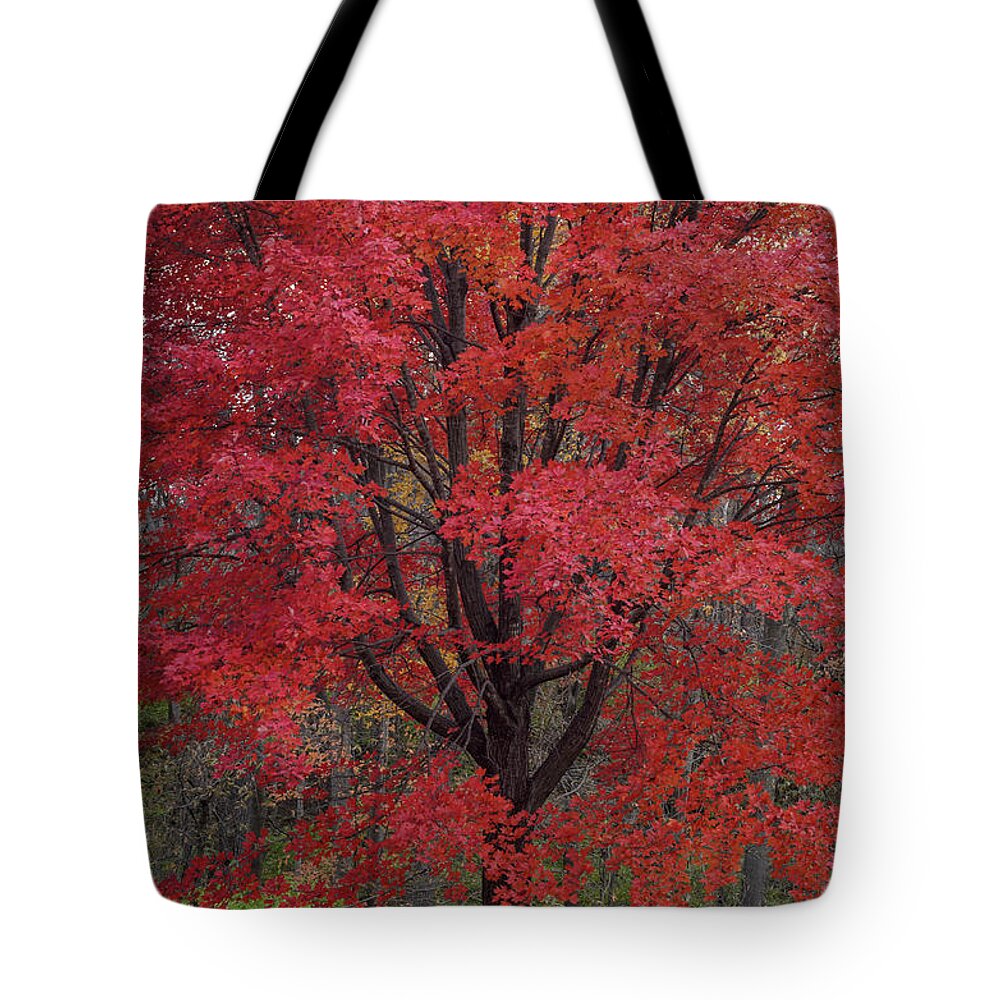 Red Maple Tree Tote Bag featuring the photograph Red Maple Splendor by Tamara Becker
