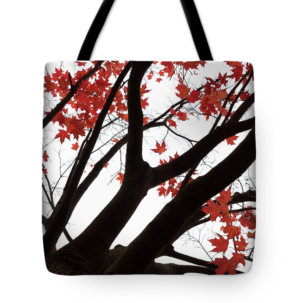 Fall Tote Bag featuring the photograph Red Maple Tree by Ana V Ramirez