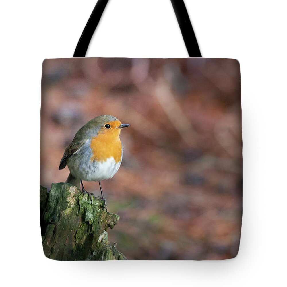 Robin Tote Bag featuring the photograph Red Robin in the woods at Autumn by Anita Nicholson