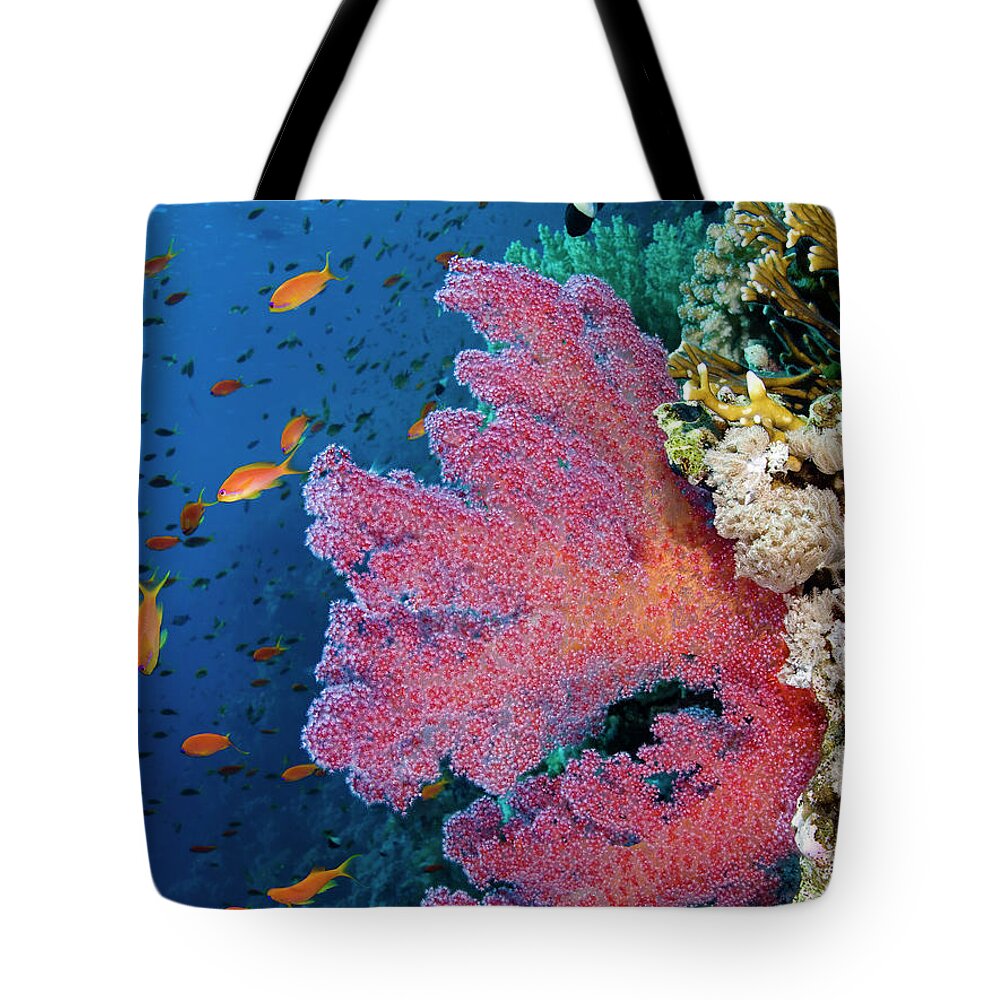Underwater Tote Bag featuring the photograph Red Sea by Toni Menor