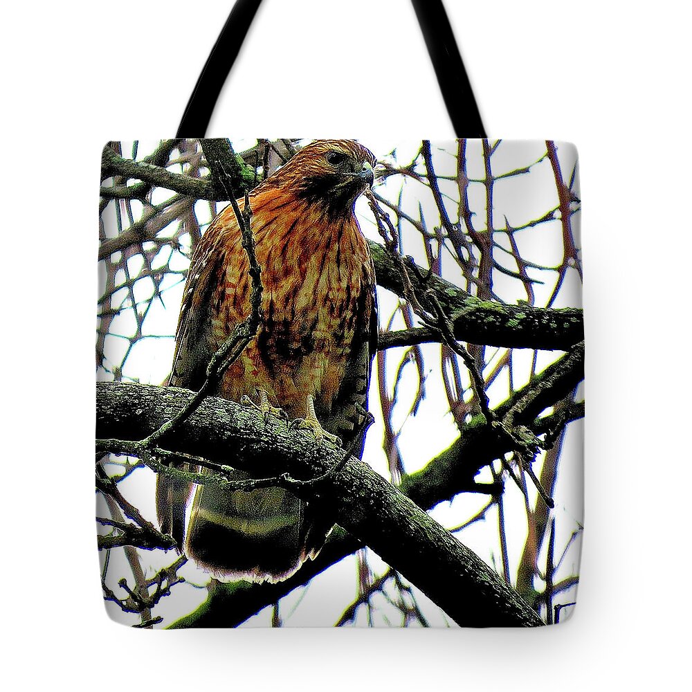 Red-shouldered Hawk Tote Bag featuring the photograph Red-Shouldered Hawk on the Lookout by Linda Stern