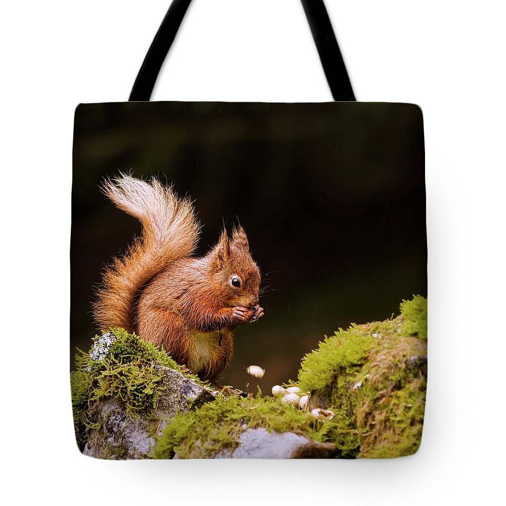 Nut Tote Bag featuring the photograph Red Squirrel Eating Nuts by Blackcatphotos