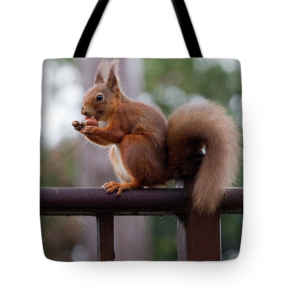 Animal Themes Tote Bag featuring the photograph Red Squirrel Getting Ready For Winter by S0ulsurfing - Jason Swain