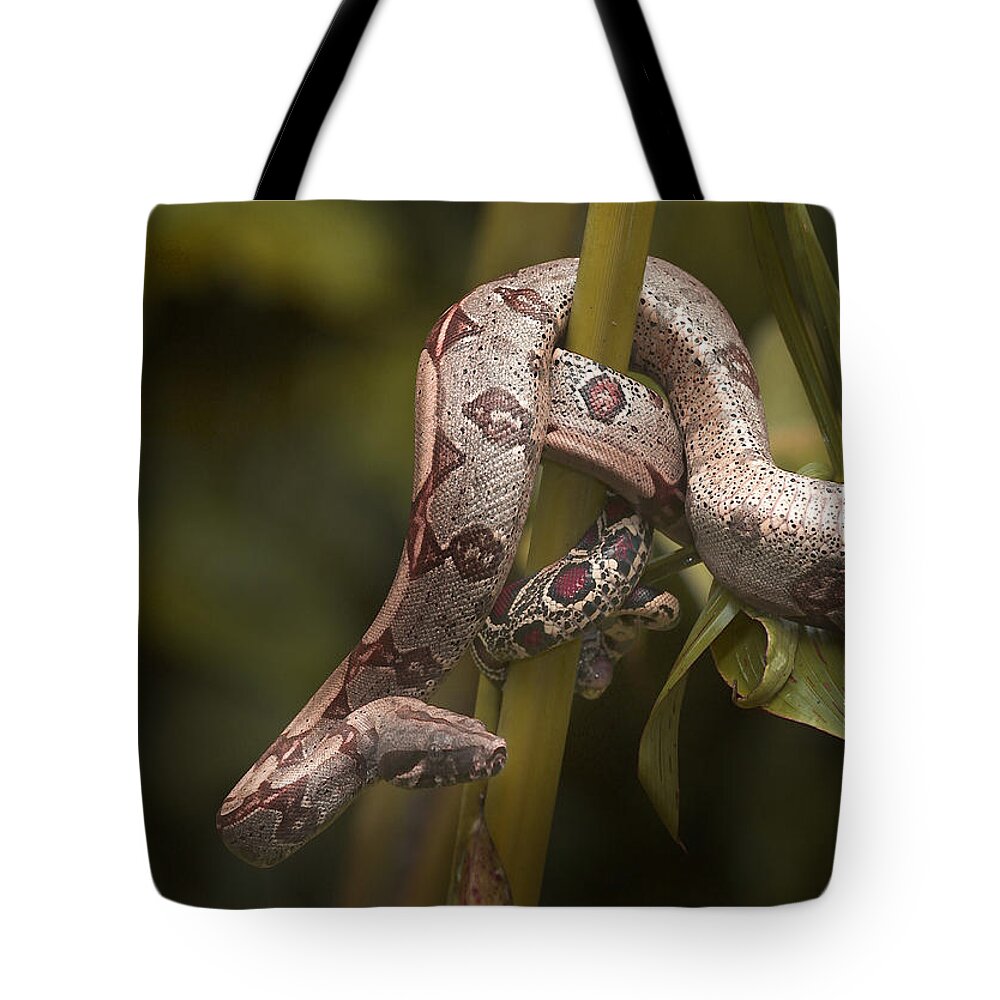 Amazonian Tote Bag featuring the photograph Red-tailed Boa by Michael Lustbader