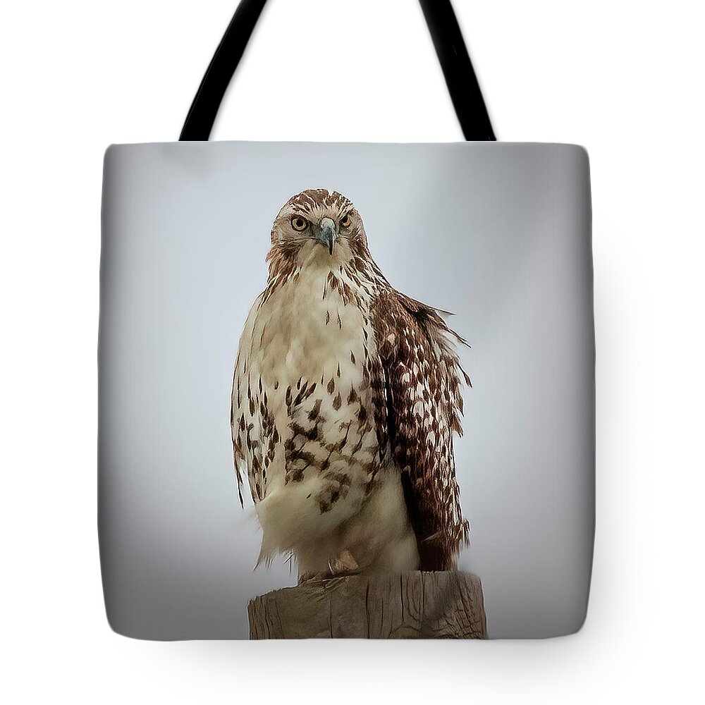 Nature Tote Bag featuring the photograph Red Tailed Hawk by JASawyer Imaging
