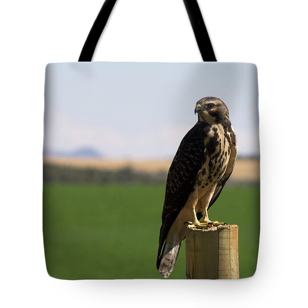 Hawk Tote Bag featuring the photograph Red Tailed Hawk by Jonathan Thompson