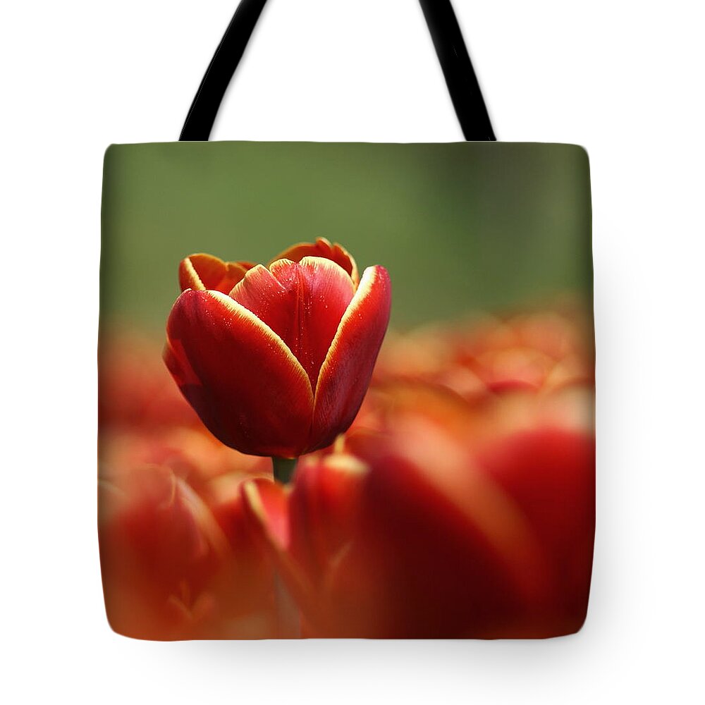 Netherlands Tote Bag featuring the photograph Red Tulip Against A Soft Background by Chantal