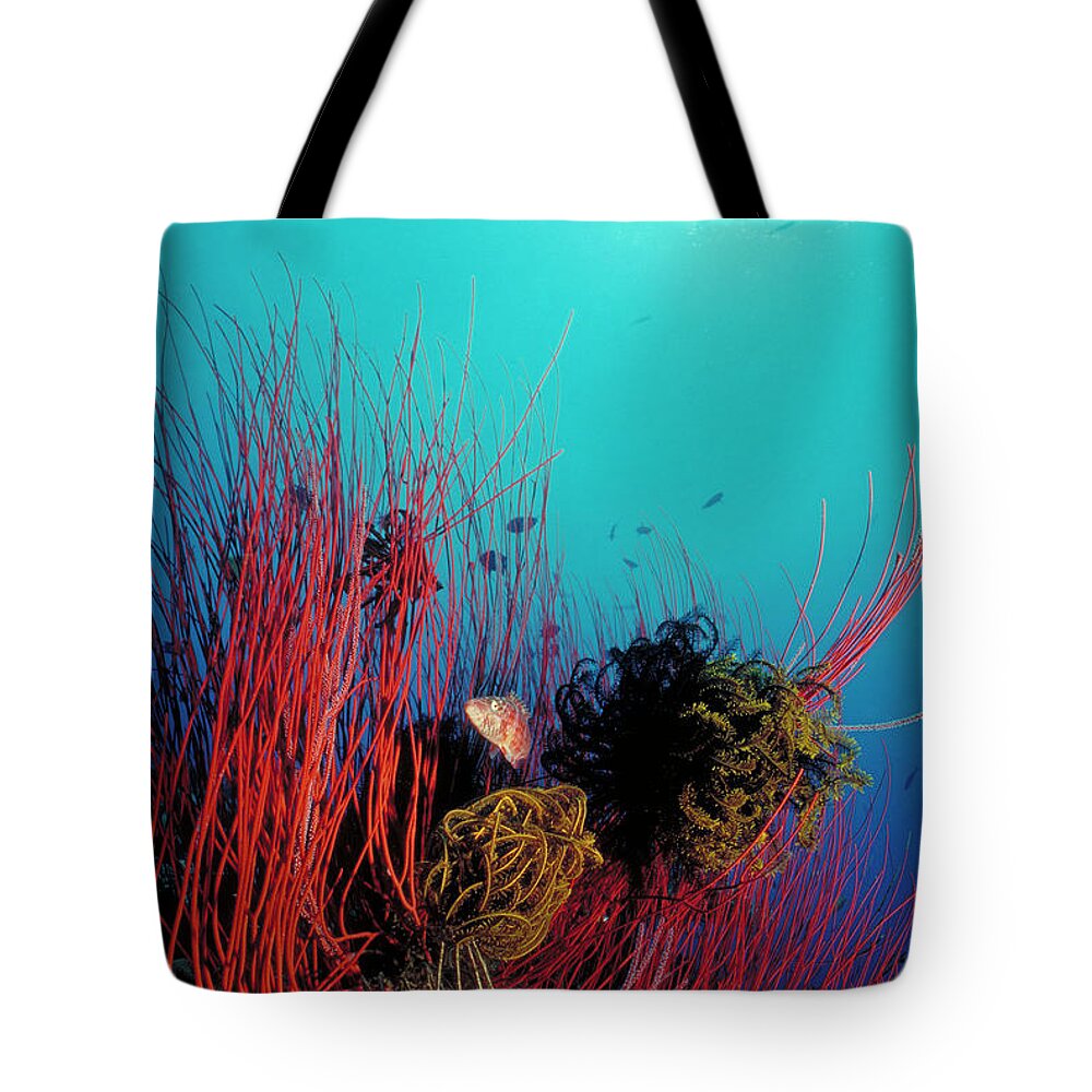 Underwater Tote Bag featuring the photograph Red Whip Reef by Tammy616