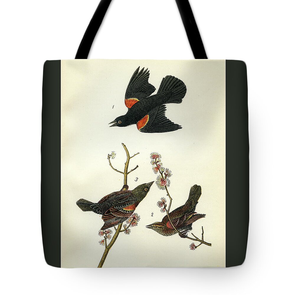 Bird Tote Bag featuring the mixed media Red-Winged Black-Bird by Unknown