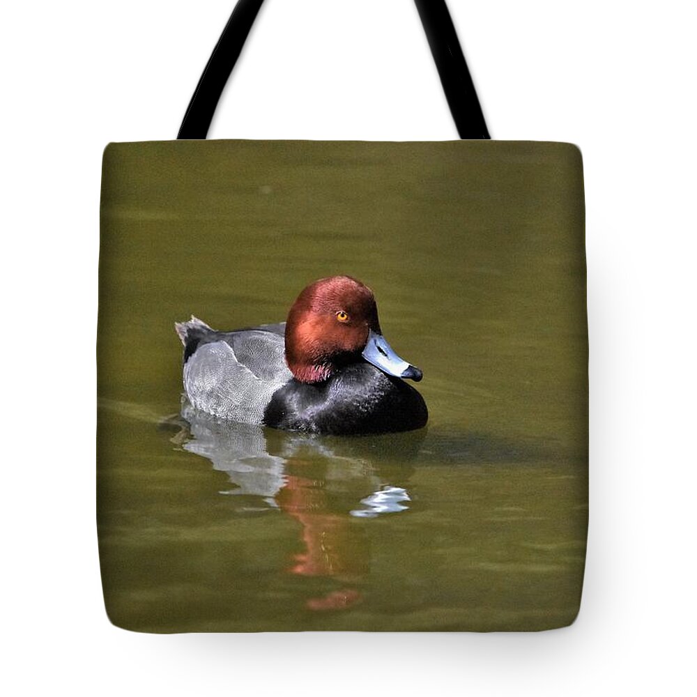 Designs Similar to Redhead Duck by Flo McKinley