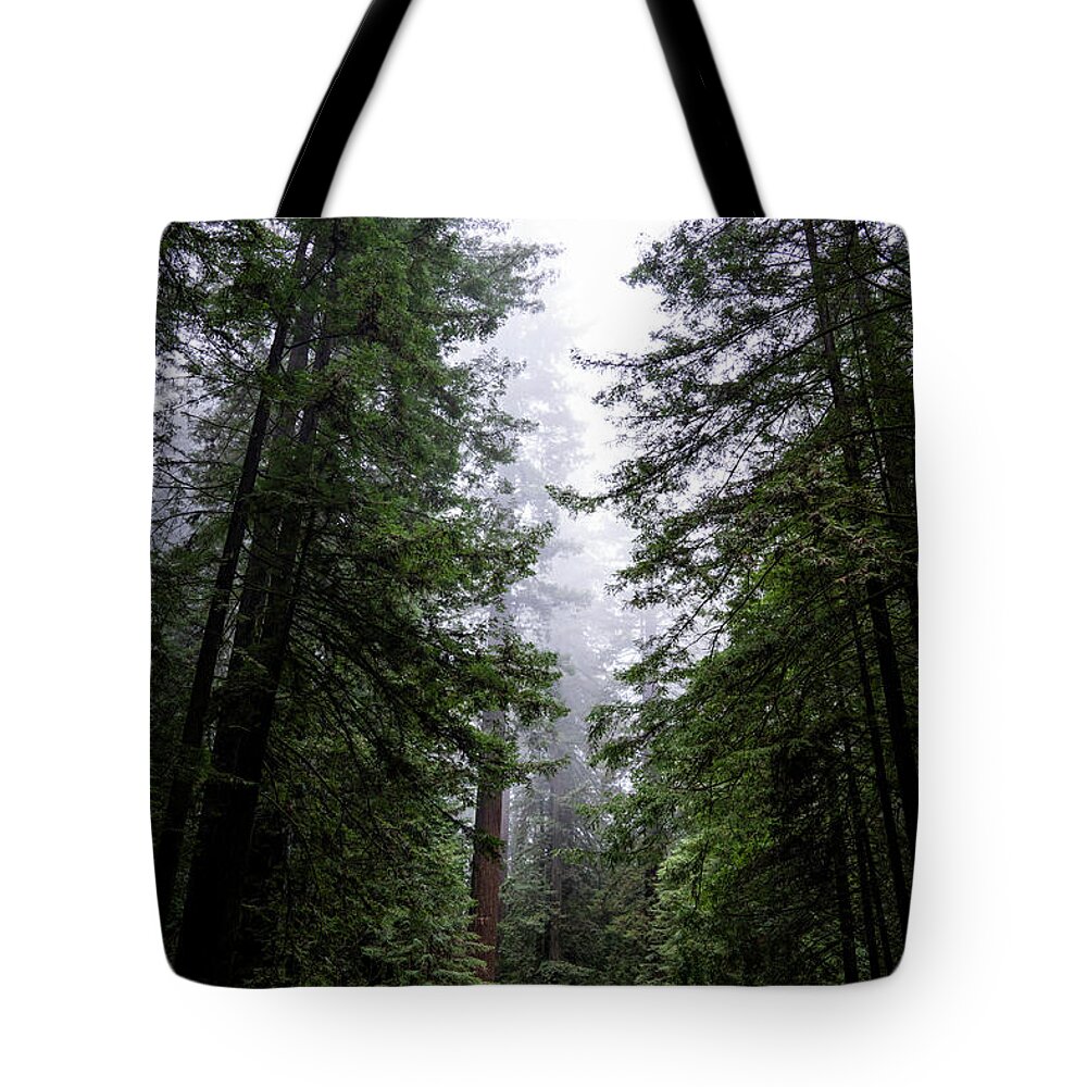 Sebastian Kennerknecht Tote Bag featuring the photograph Redwoods Along Avenue Of The Giants by Sebastian Kennerknecht