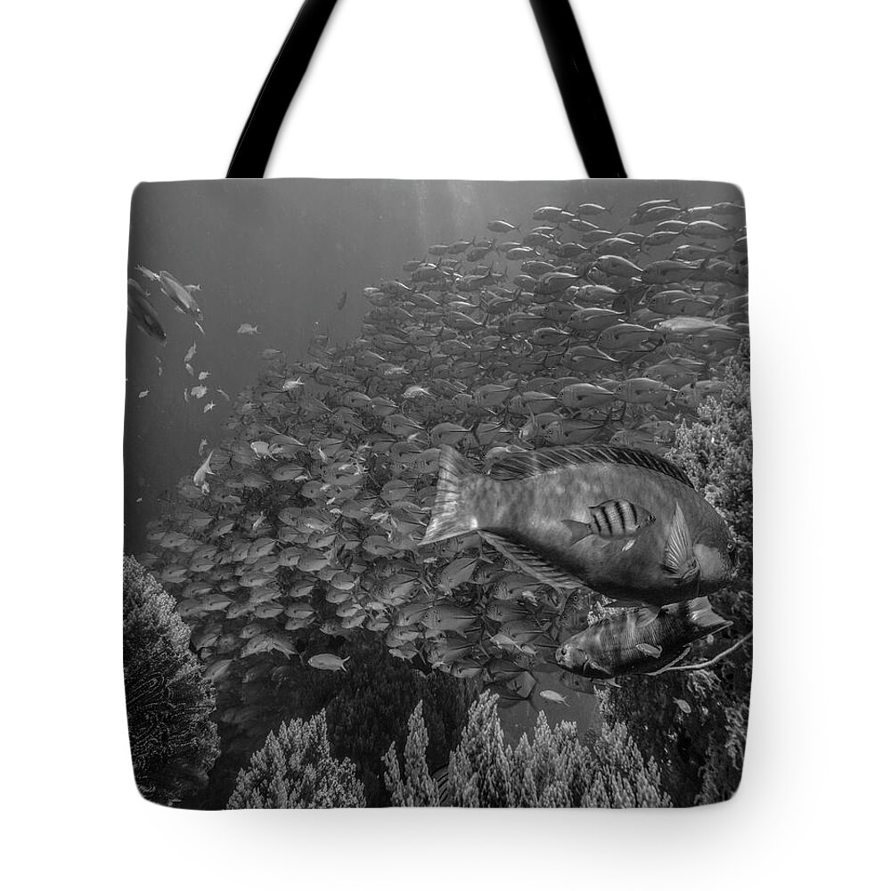 Disk1215 Tote Bag featuring the photograph Reef Fish Bohol Island Philippines by Tim Fitzharris