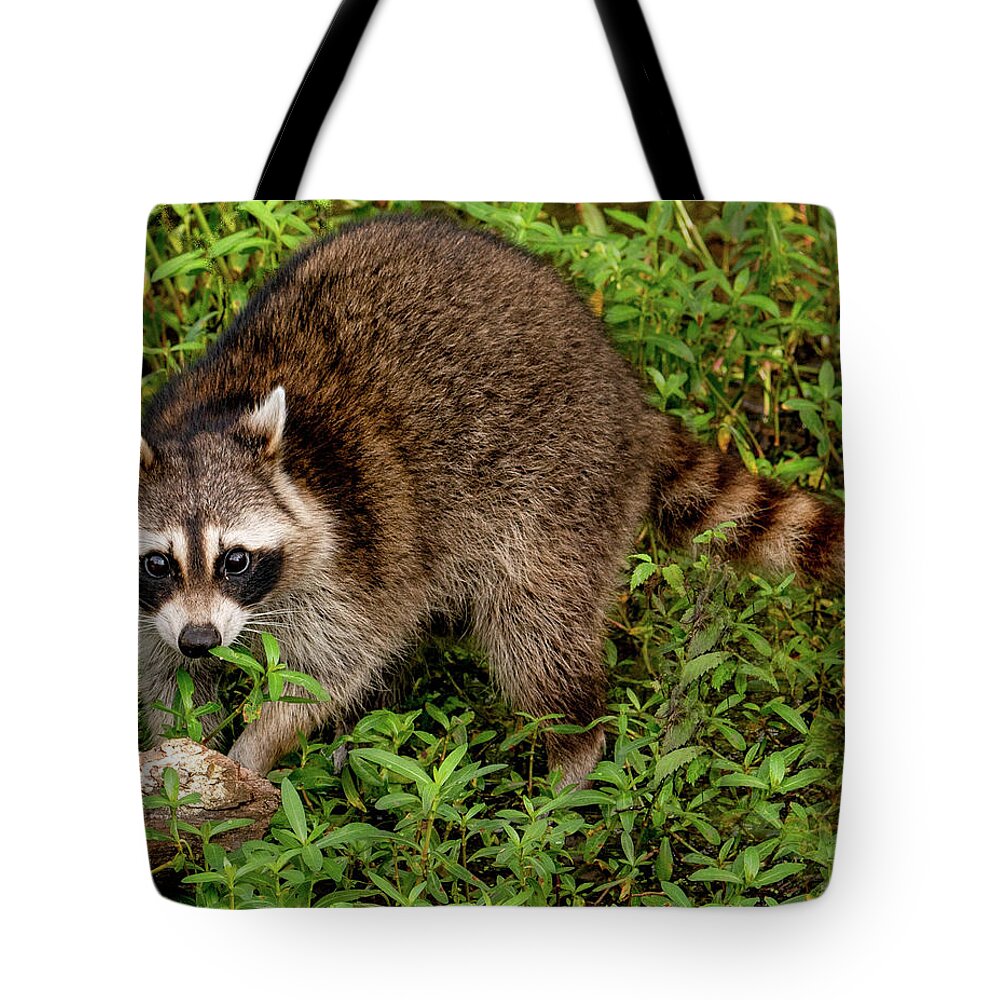 Racoon Tote Bag featuring the photograph Renegade Raccoon by Marcy Wielfaert