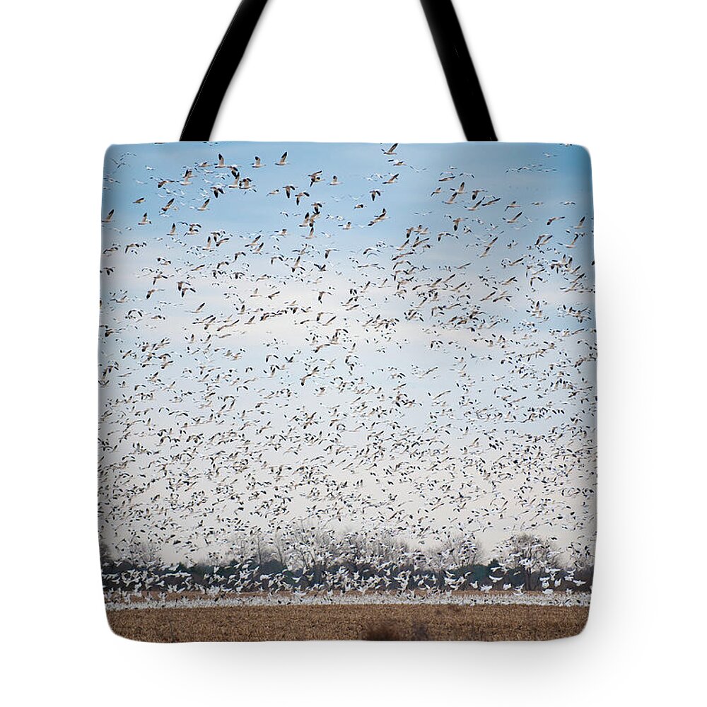 Annapolis Tote Bag featuring the photograph Resting on the Flyway by Mark Duehmig