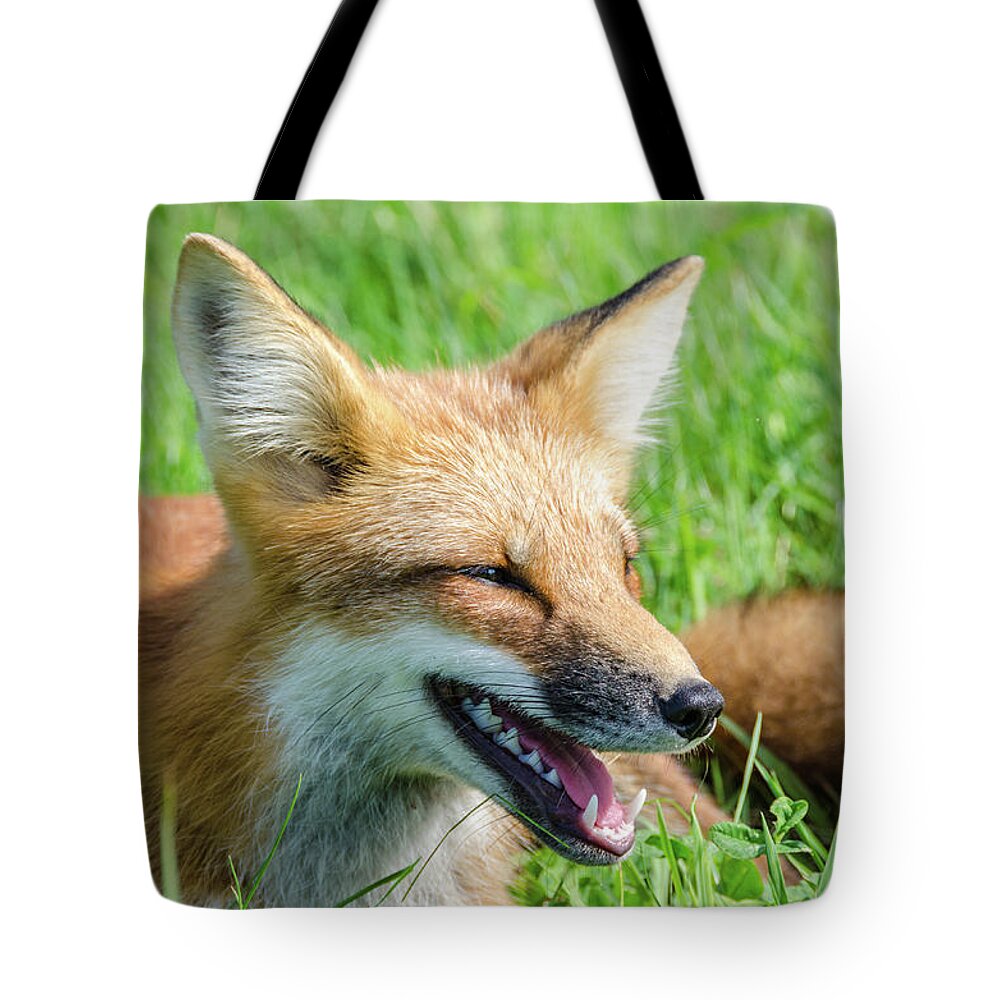 Cavendish Tote Bag featuring the photograph Resting Red Fox by Douglas Wielfaert