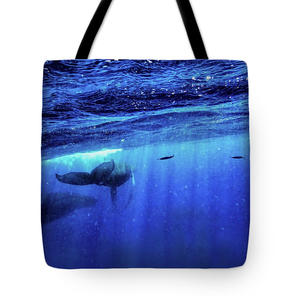 Humpback Whales Tote Bag featuring the photograph Return by Louise Lindsay