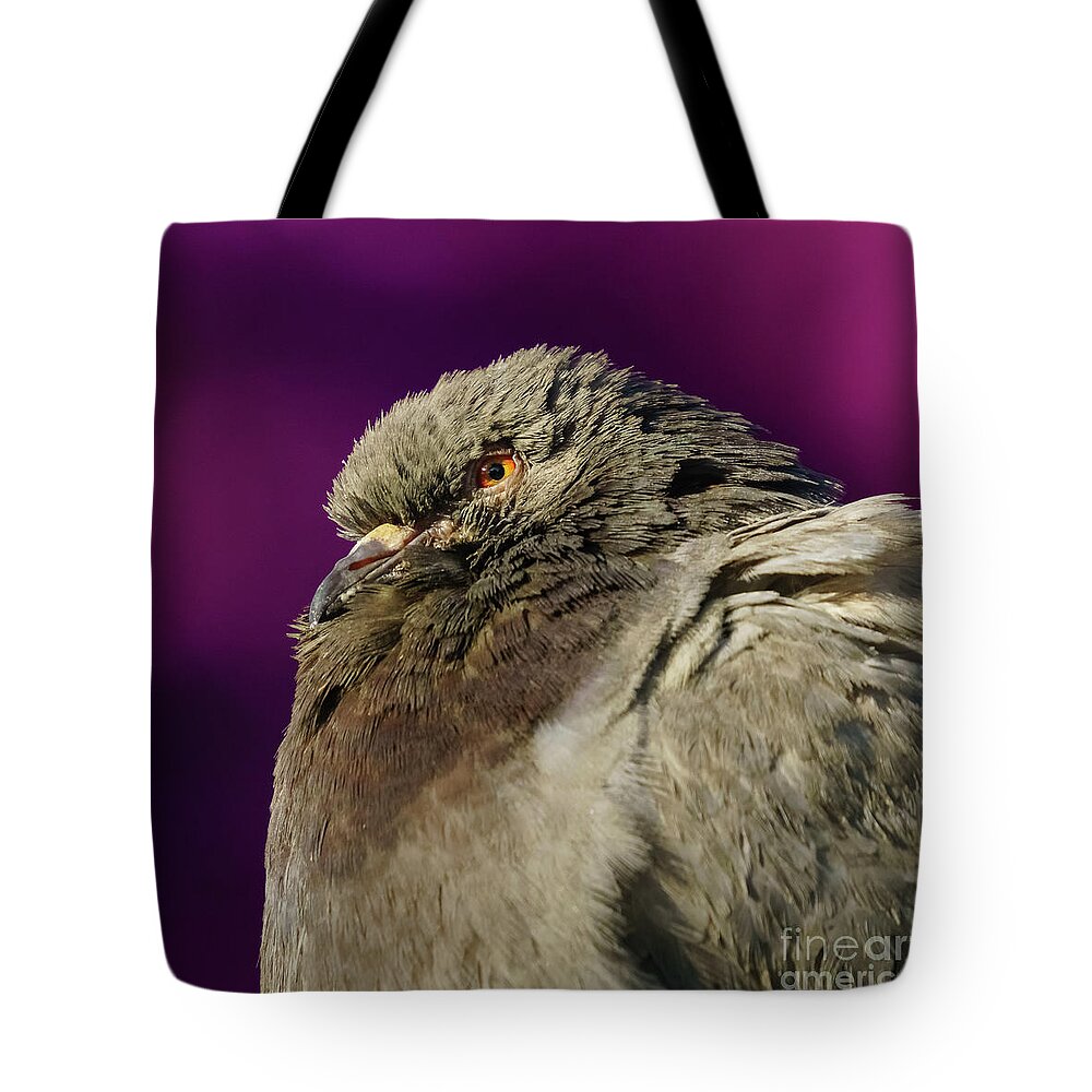 Feather Tote Bag featuring the photograph Rock Pigeon and Iron Fountain Headshot by Pablo Avanzini