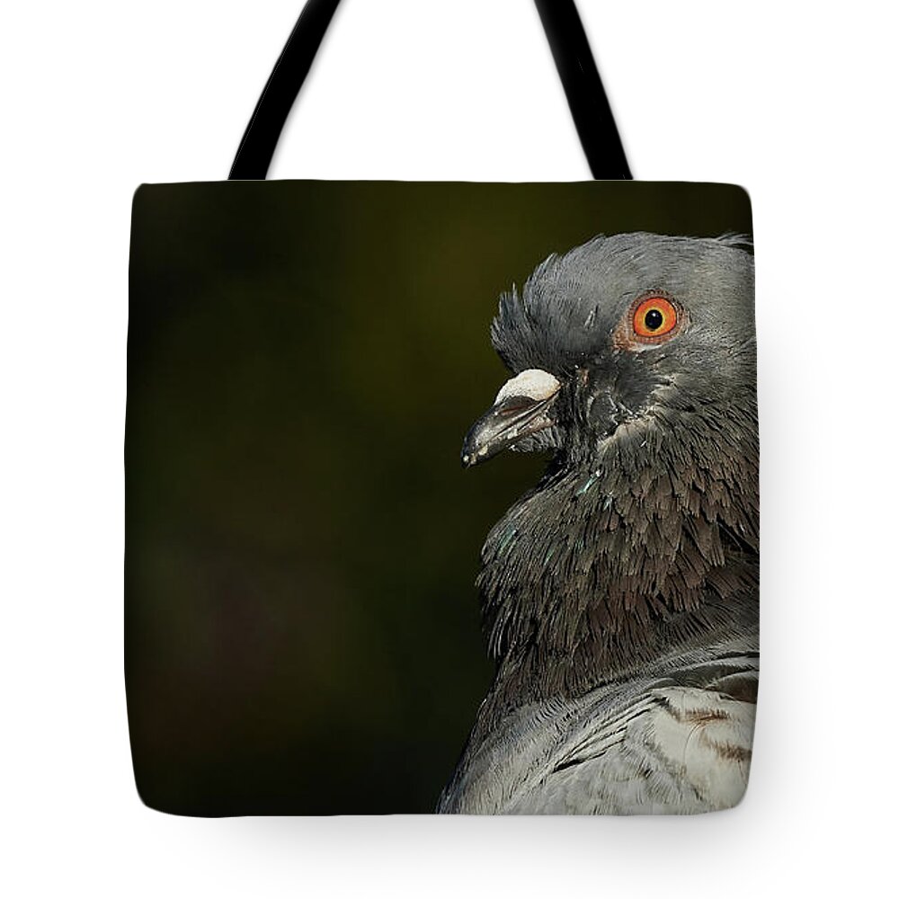 Beak Tote Bag featuring the photograph Rock Pigeon Columba livia La Caleta Beach Cadiz by Pablo Avanzini