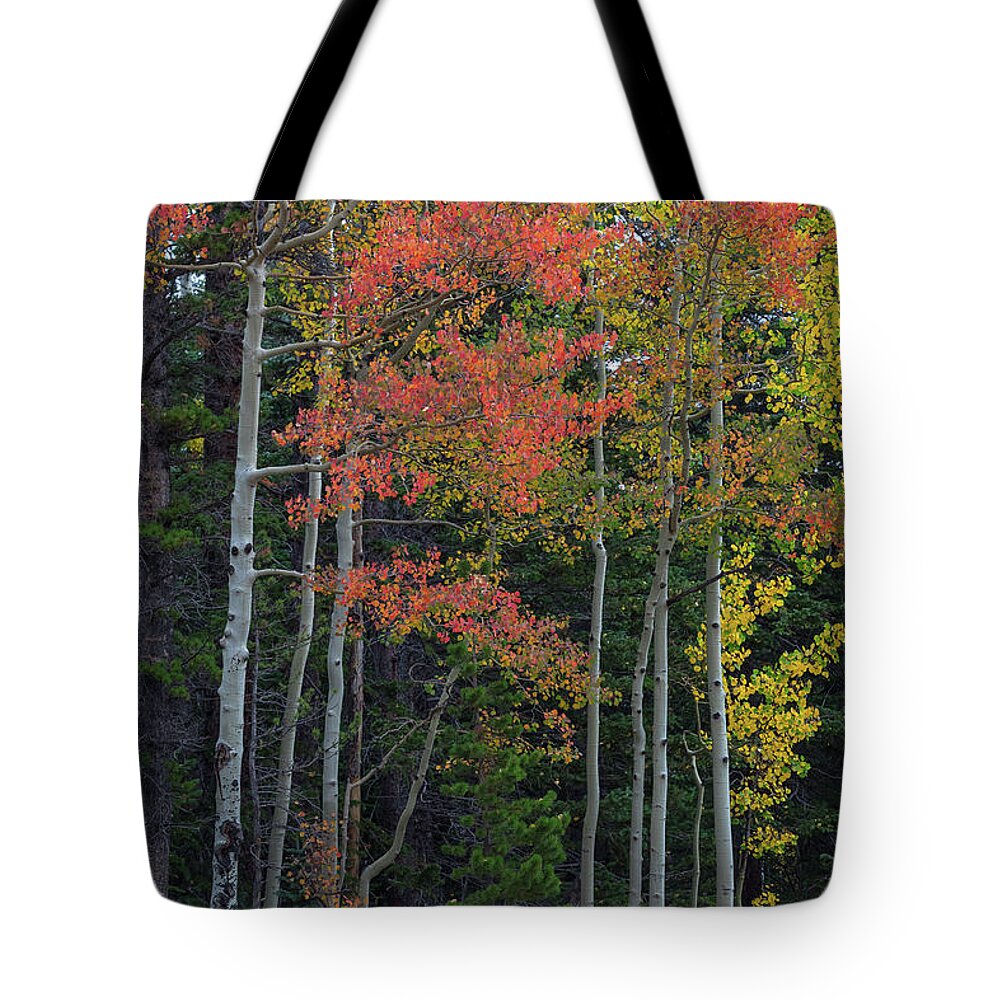 Red Tote Bag featuring the photograph Rocky Mountain Forest Reds by James BO Insogna