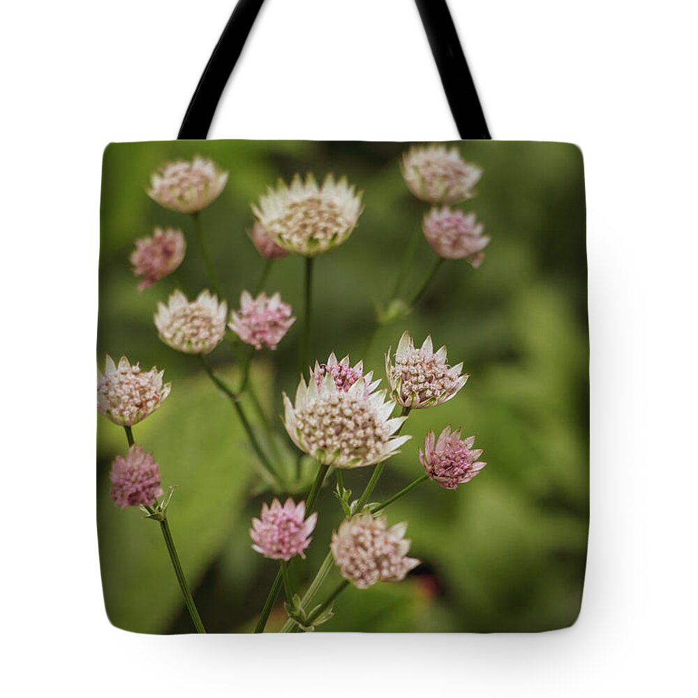Roma Masterwort Tote Bag featuring the photograph Roma Masterwort II by Elizabeth Dow